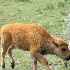 Baby Bison