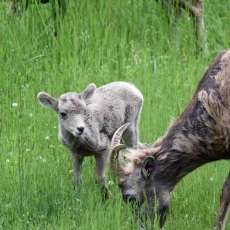 Baby Big Horn Sheep
