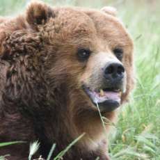 Smiling Grizzly