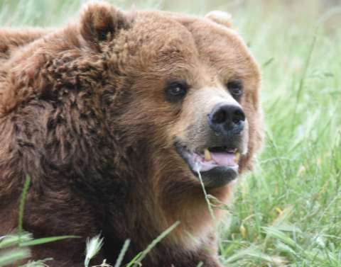 Smiling Grizzly