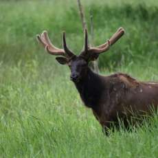 Roosevelt Elk