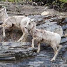Big Horn Sheep at Waterton