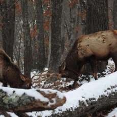 Battling Elk