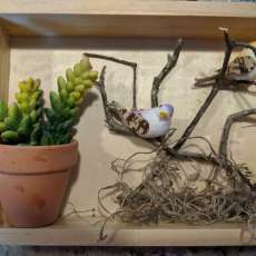 Small Bird Shadow Box