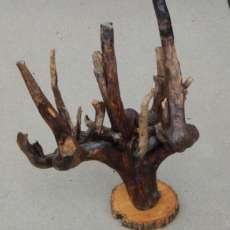 Driftwood 5