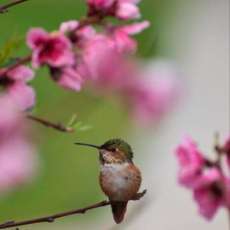 Female Hummingbird in Nectarine Blossoms