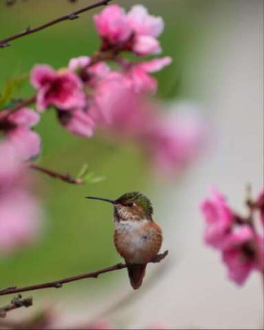 Female Hummingbird in Nectarine Blossoms