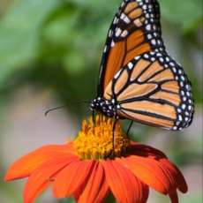 Monarch Butterfly on Mexican Sunflower