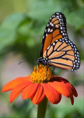 Monarch Butterfly on Mexican Sunflower