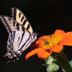 Tiger Swallowtail Butterfly and Bee