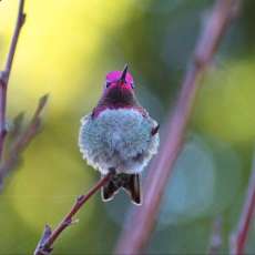 Male Anna Hummingbird Perching