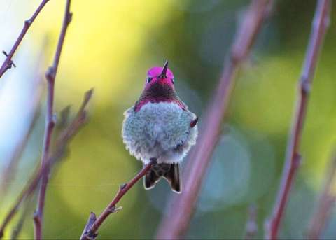 Male Anna Hummingbird Perching