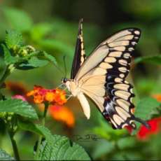 Giant Swallowtail Butterfly on Lantana