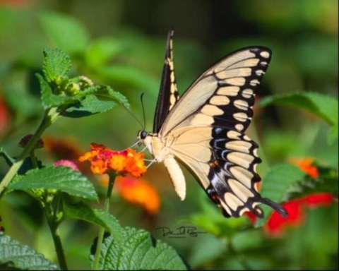 Giant Swallowtail Butterfly on Lantana