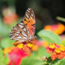 Gulf Fritillary Butterfly
