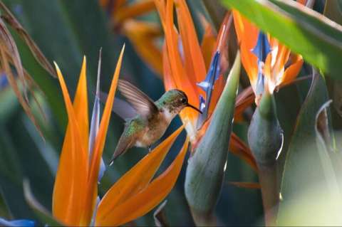 Hummingbird of Paradise