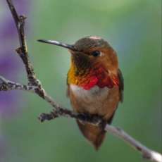 Male Allen Hummingbird