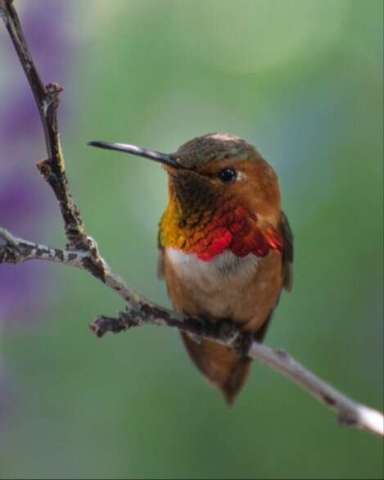 Male Allen Hummingbird