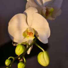 Orchids