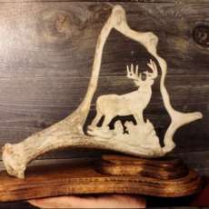 Whitetail Deer on Moose Antler