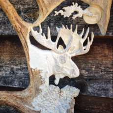 Moose in Moose Antler