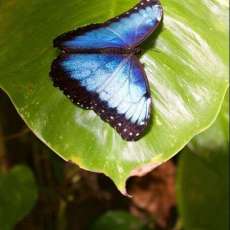 Common Morpho Butterfly