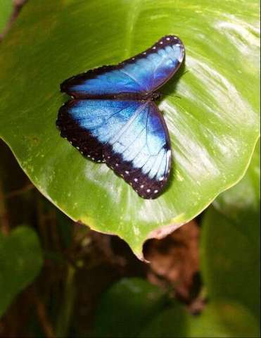 Common Morpho Butterfly