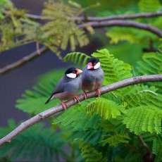Two Java Sparrows