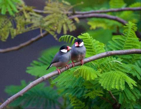 Two Java Sparrows