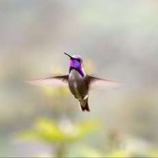Costa's Hummingbird in Flight
