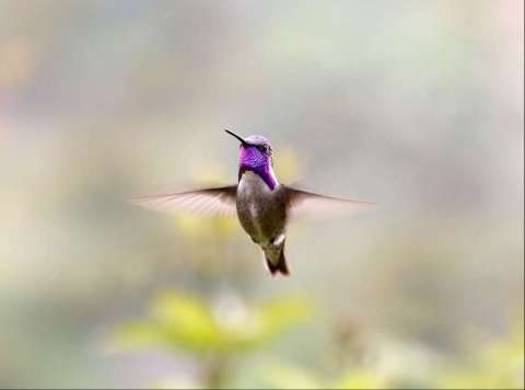 Costa's Hummingbird in Flight