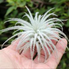 Beautiful White Tectorum Air Plant