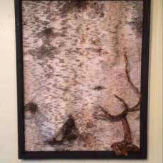 Framed Birch Bark
