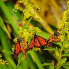 Monarch Butterflies