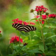 Zebra Long Wing