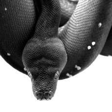 BW Snake