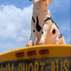 Charlotte Our Mascot