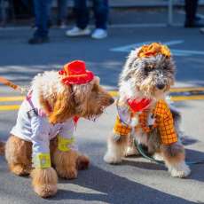 2022 Liver Mush Festival Pups