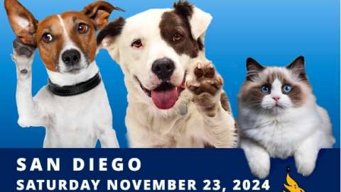 Doggie Street Festival San Diego