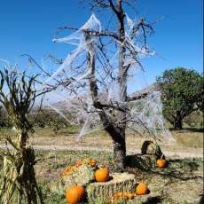 Halloween/Pumpkin Patch