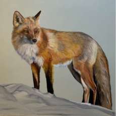 Red Fox