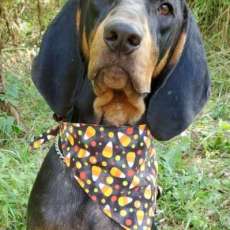 Halloween Dog Bandanas