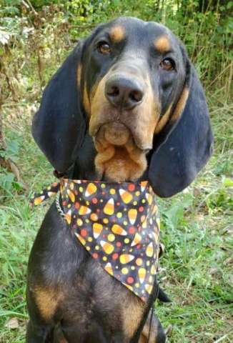 Halloween Dog Bandanas