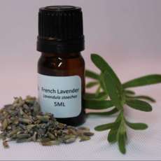 French Lavender 5ml
