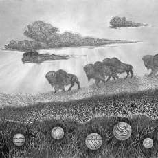 Prairie Bison B/W, 2018