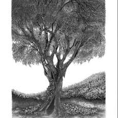 Spindle Tree Ii, 2018