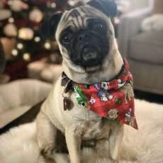 Christmas Pug