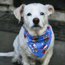 Christmas Bandana