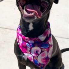 Wildflower Bandana