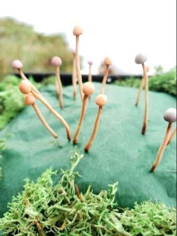 Miniature Mushroom Plant Pot Friends